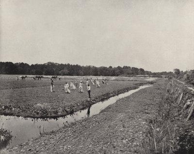 Plantera ris i North Carolina (s/v foto) av American Photographer (after)