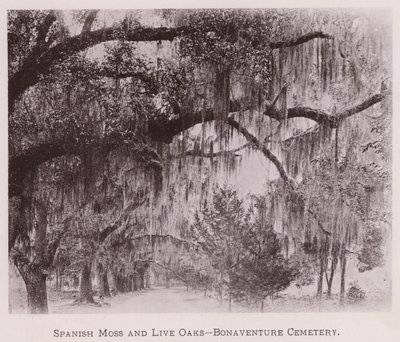 Spanish Moss and Live Oaks, Bonaventure Cemetery (s/v foto) av American Photographer (after)