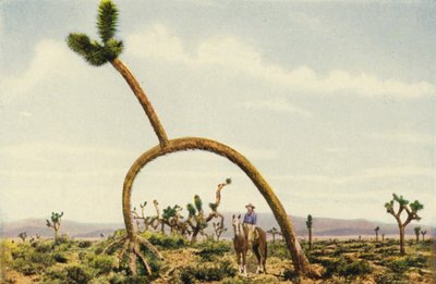 En jättelik castus i Mojaveöknen (färgfoto) av American Photographer