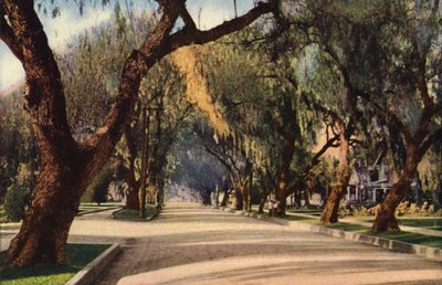 Avenue of Pepper Trees, Pasadena (färgfoto) av American Photographer
