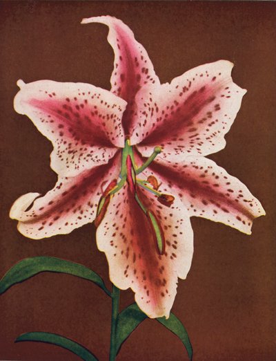 Liljor: Lilium Auratum, Crimson Queen (färgfoto) av American Photographer