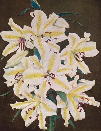 Liljor: Lilium Auratum Platyphyllum (färgfoto) av American Photographer
