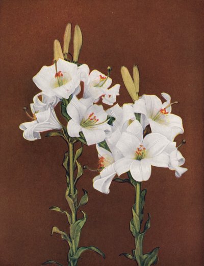 Liljor: Lilium Candidum (färgfoto) av American Photographer