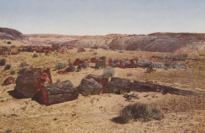 Petrified Forest, Arizona (färglagd bild) av American Photographer
