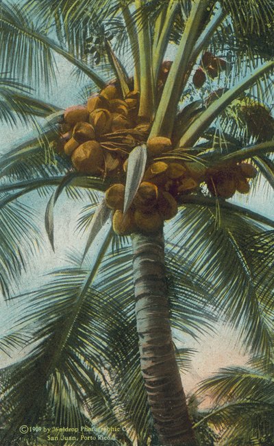 Porto Rico / Puerto Rico: Kokosnötter odlas i Porto Rico (färgfoto) av American Photographer