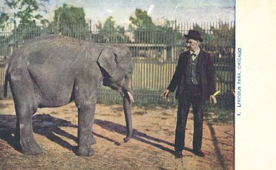Ung elefant, Lincoln Park Zoo, Chicago, USA (färgfoto) av American Photographer
