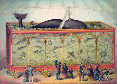 Cirkusakvarium från 1800-talet av American School