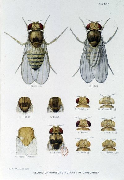 Abeilles - i "" Bidrag till genetiken hos drosophila melanogaster", Thomas H. Morgan av American School