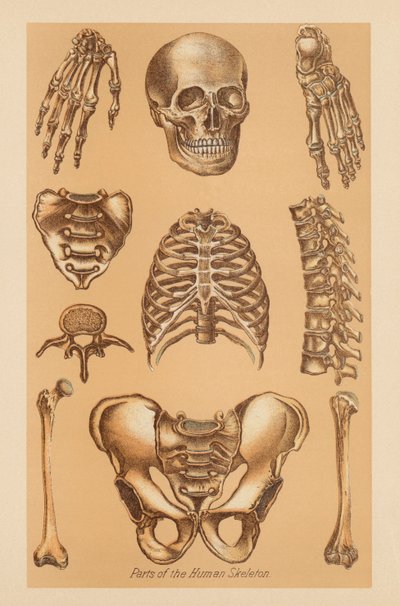 Anatomisk studie av det mänskliga skelettet av American School