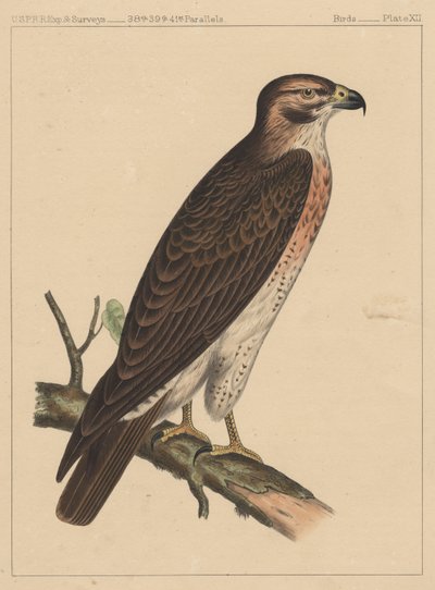 Fåglar, tavla XII, 1855 av American School
