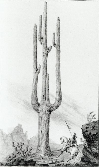 Cereus Giganteus av American School