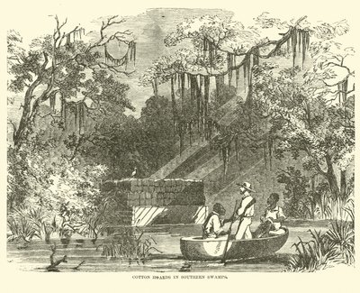 Bomullsförråd i Southern Swamps, juli 1862 av American School
