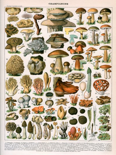 Dekorativt tryck av "Champignons" av Demoulin av American School