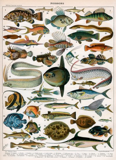 Dekorativt tryck av "Poissons" av Demoulin av American School