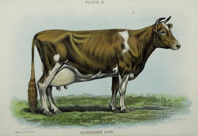 Guernsey Cow, från "Biggle Cow Book" av Jacob Biggle av American School