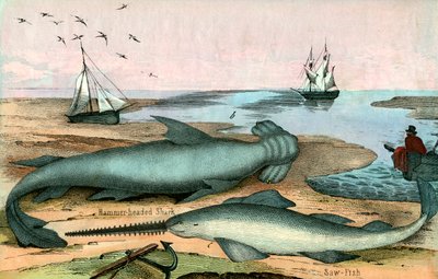 Hammarhaj och sågfisk av American School
