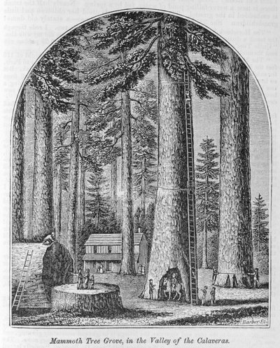Mammoth tree grove in the Valley of the Calaveras, från "Our Whole Country: The Past and Present, Historical and Descriptive", av John Warner Barber och Henry Hare, 1861 av American School