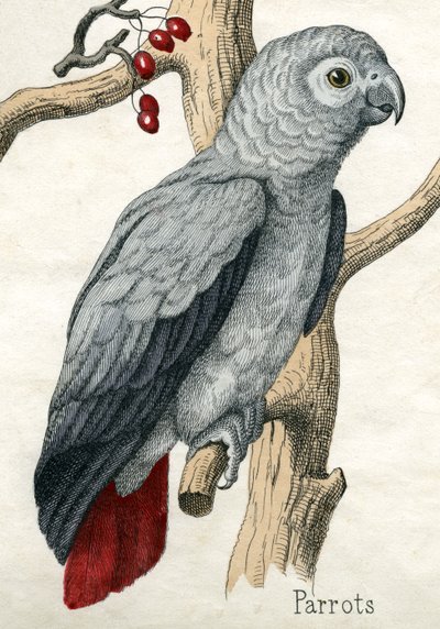 Papegoja, från The Natural History of Animals av American School