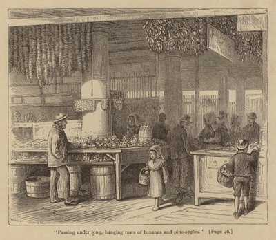 "Passerar under långa, hängande rader av bananer och pinjeäpplen" (gravyr) av American School