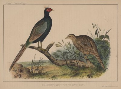 Phasianus Versicolor (Vieillot) av American School
