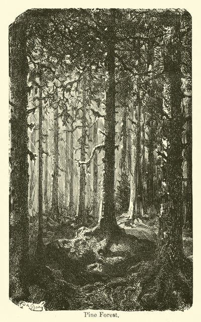 Tallskog av American School
