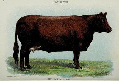 Red Polled Cow, från "Biggle Cow Book" av Jacob Biggle av American School
