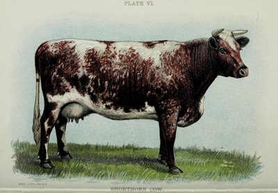 Shorthorn cow, från "Biggle Cow Book" av Jacob Biggle, 1898 av American School