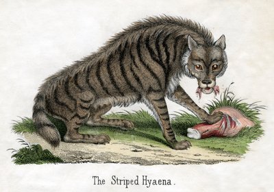 Randig hyena, från The Natural History of Animals av American School