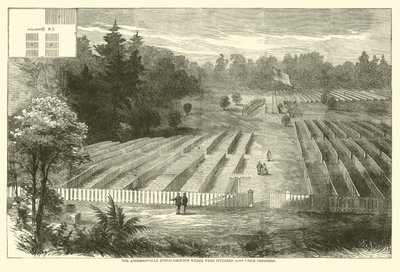 Andersonvilles gravfält där 14 000 fackliga fångar begravdes, maj 1865 av American School