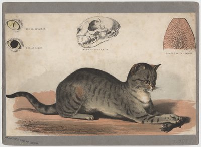 Katten av American School