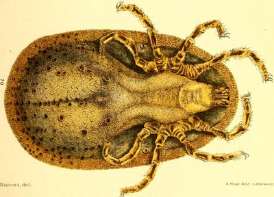 Ventral vy av Argus Miniatus, illustration från "Cattle ticcks (Ixodoidea) of the United States" av D. E. Salmon och Charles Wardell av American School