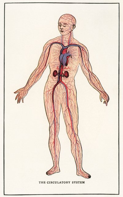 Vintage anatomiskt tryck av det mänskliga cirkulationssystemet av American School