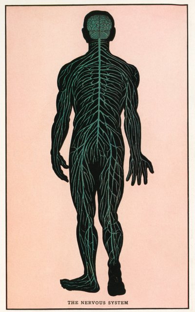Anatomisk vintagetryck av det mänskliga nervsystemet av American School
