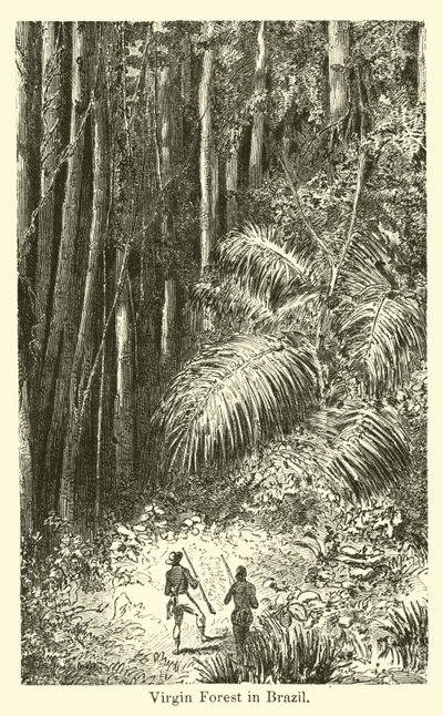 Virgin Forest i Brasilien av American School