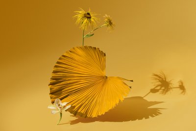 Ikebana 05, 2018 (fotografi) av Ana Carolina Tavares Mizrahi