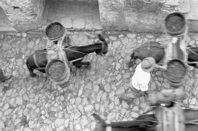 ASSES TRANSPORT GRAPE, Melissa av Ando Gilardi