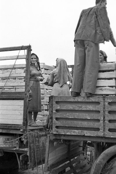 BITTRA DRUVOR - FAKSIMIL FÖR SKOTAREN av Ando Gilardi