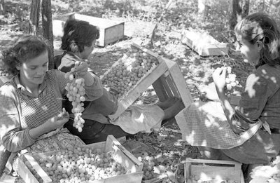 BITTRA DRUVOR - FÖRPACKNING UNDER PERGOLA av Ando Gilardi