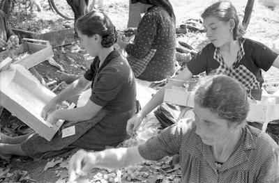 BITTRA DRUVOR - DRUVAN MONDINE av Ando Gilardi