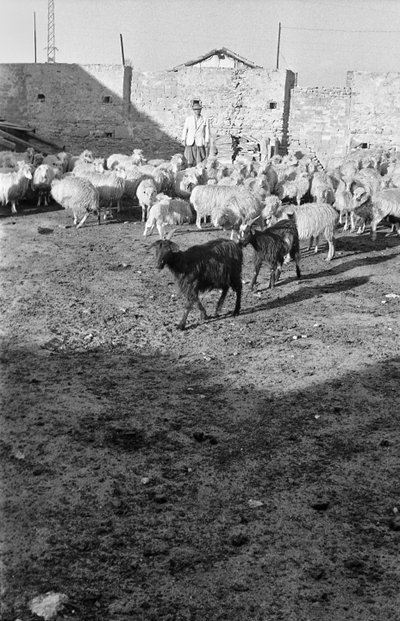 TRANSHUMANCE I CROTONE av Ando Gilardi