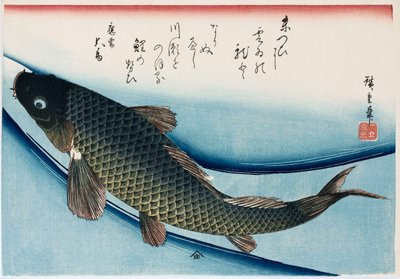 "Carp", från serien "Collection of Fish" av Ando or Utagawa Hiroshige
