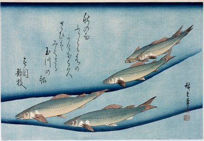 Rivertrout", från serien "Collection of Fish" av Ando or Utagawa Hiroshige