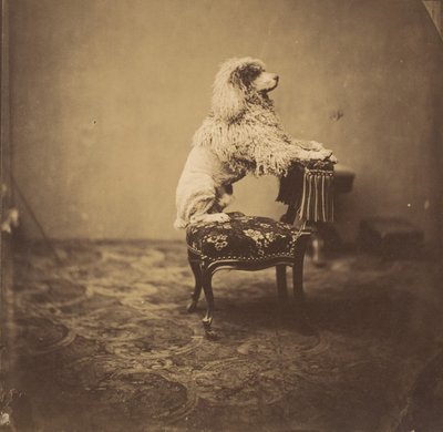 [kejsarinnan Eugenies pudel], 1850-talet. av Andre Adolphe Eugene Disderi
