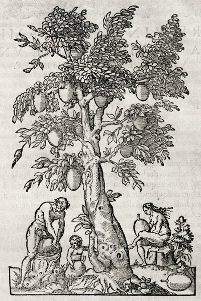 Brödfruktsträd, gravyr av Andre Thevet (1504-1592), Paris, Frankrike av Andre Thevet