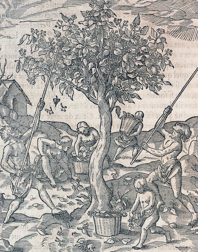 Skörd av peppar på ön Java, gravyr från Universal Cosmology av Andre Thevet (1504-1592), Paris av Andre Thevet