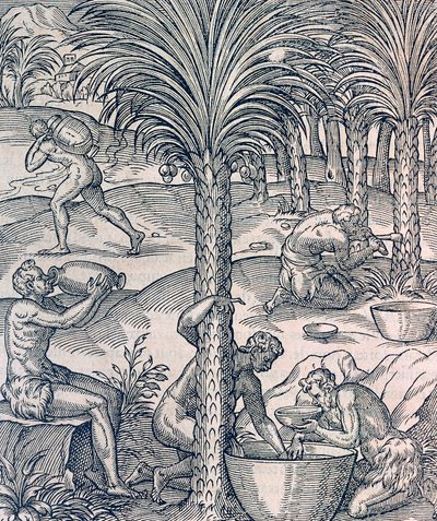 Invånare i Kap Verde gör drinkar från palmer, gravyr från Universal Cosmology, av Andre Thevet (1504-1592), Paris av Andre Thevet