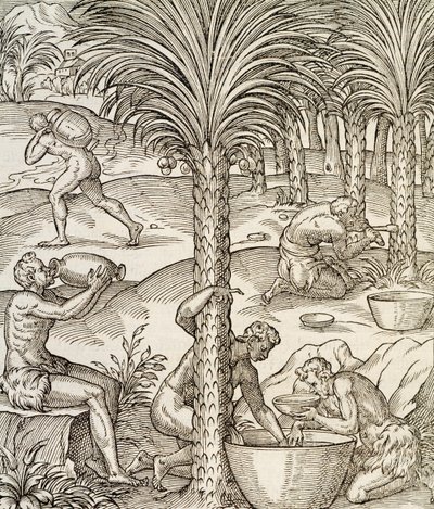 Invånare i Kap Verde gör drinkar från palmer, gravyr från Universal Cosmology, av Andre Thevet (1504-1592), Paris, Afrika, 1575 av Andre Thevet