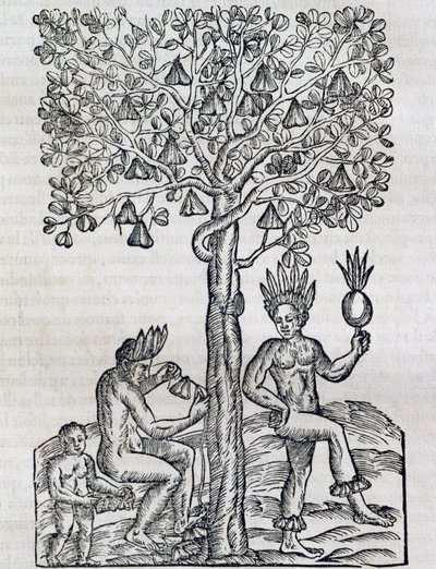 Nanafrukt, tropisk medicinalväxt, gravyr från Universal Cosmology, av Andre Thevet (1504-1592), Paris av Andre Thevet