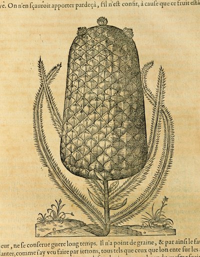 Ananas (ananas comosus), gravyr av Andre Thevet av Andre Thevet