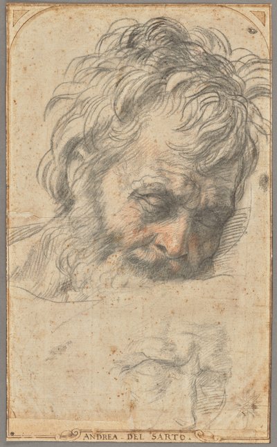 Studie till Sankt Josefs huvud (recto); Två studier av ben (verso) av Andrea del Sarto